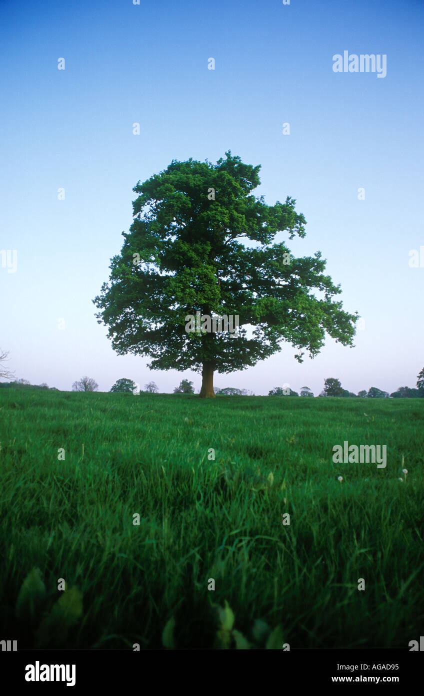 Isolierte Baum im Feld Stockfoto