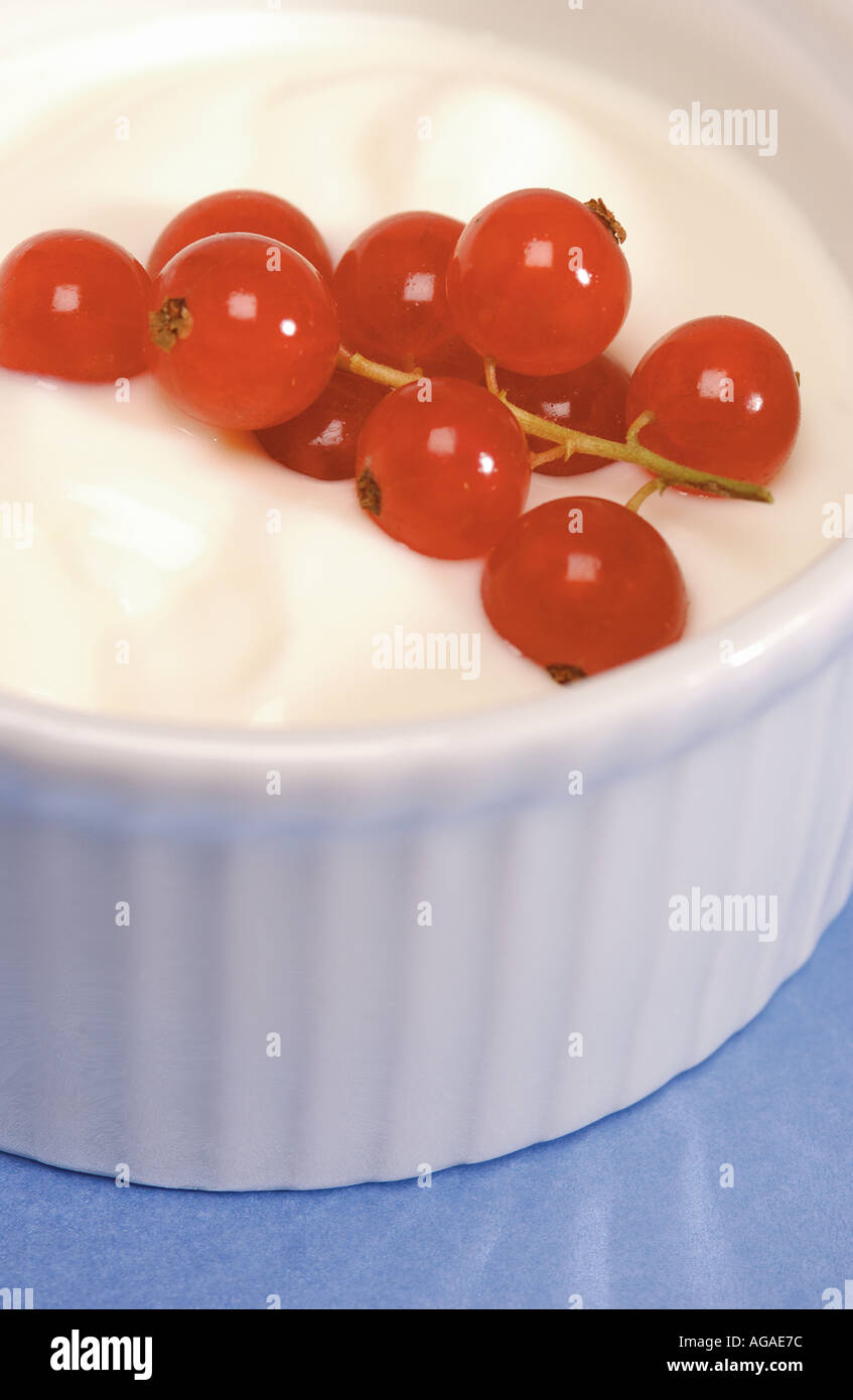 Naturjoghurt mit frischen roten Johannisbeeren in einer Petrischale Stockfoto