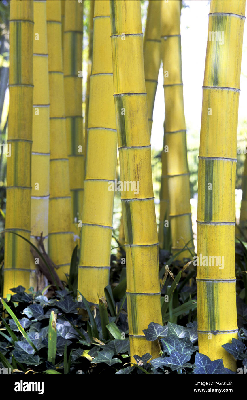 Bambus Phyllostachys Aureosulcata Spectabilis Rakus Chikurin Park Kyoto Prefecture Japan Stockfoto