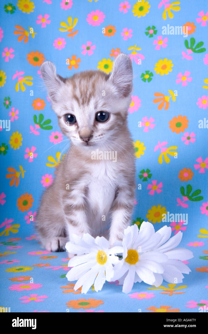 Kätzchen mit Daisy auf blauen Blumen Hintergrund Stockfoto