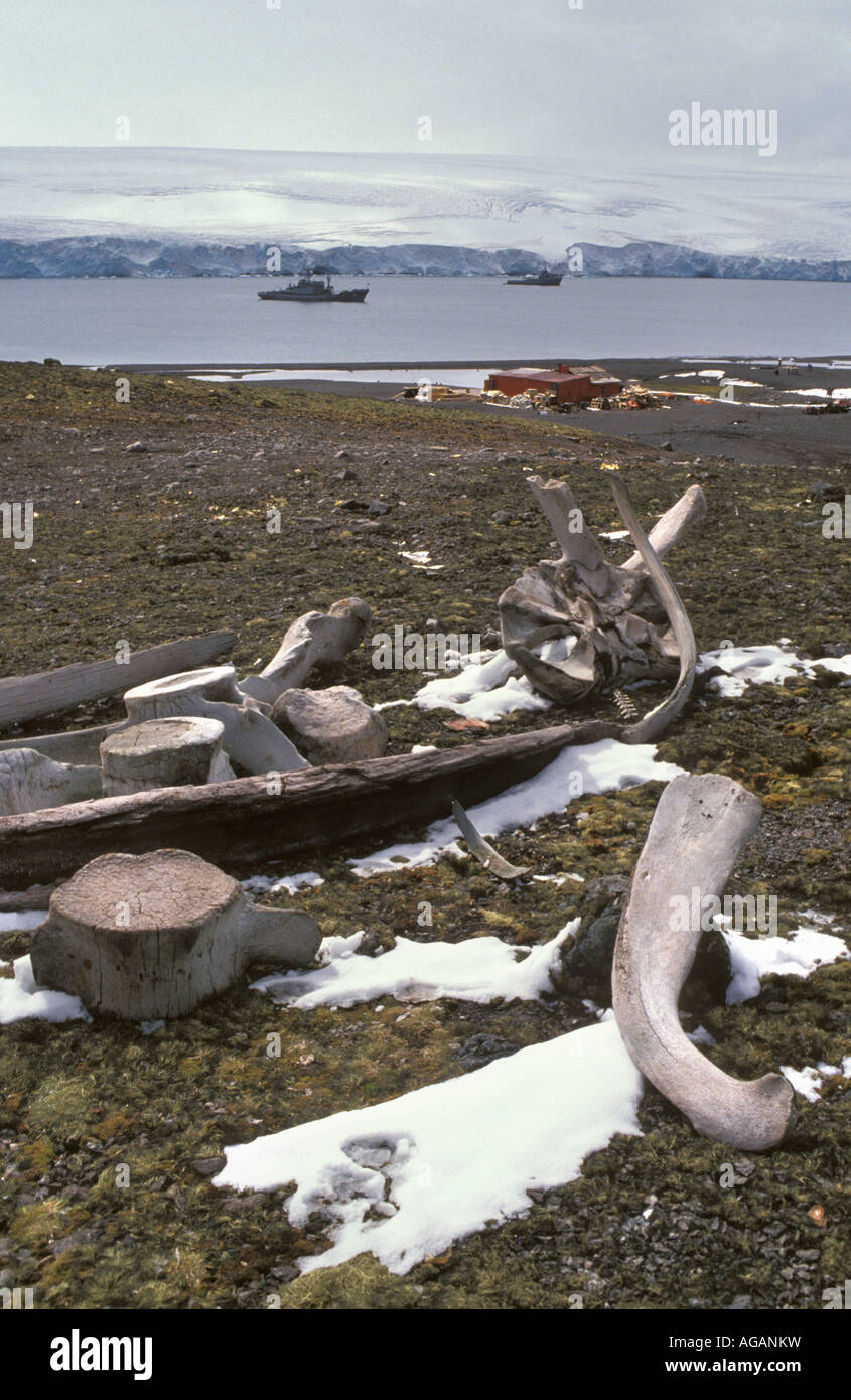 Antarktis Walknochen in der Nähe von chilenischen base genannt Carvajal Stockfoto