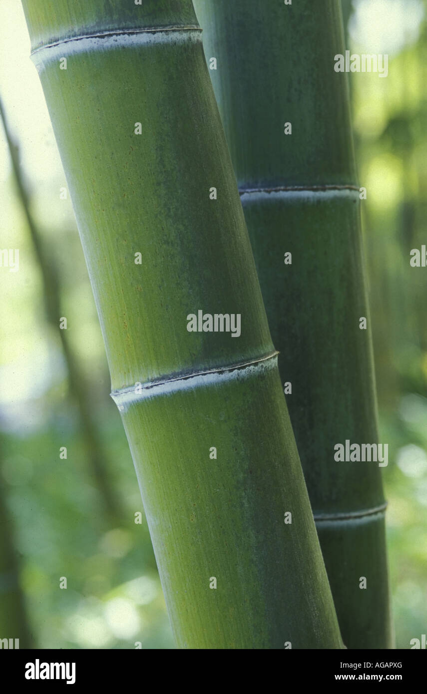 Bambus details Phyllostachys Pubescens Rakusai Chikurin Park Kyoto Prefecture Japan Stockfoto