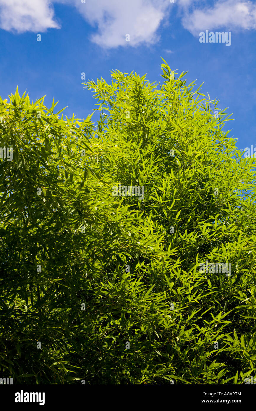 Chinese Scholar Garden Stockfoto