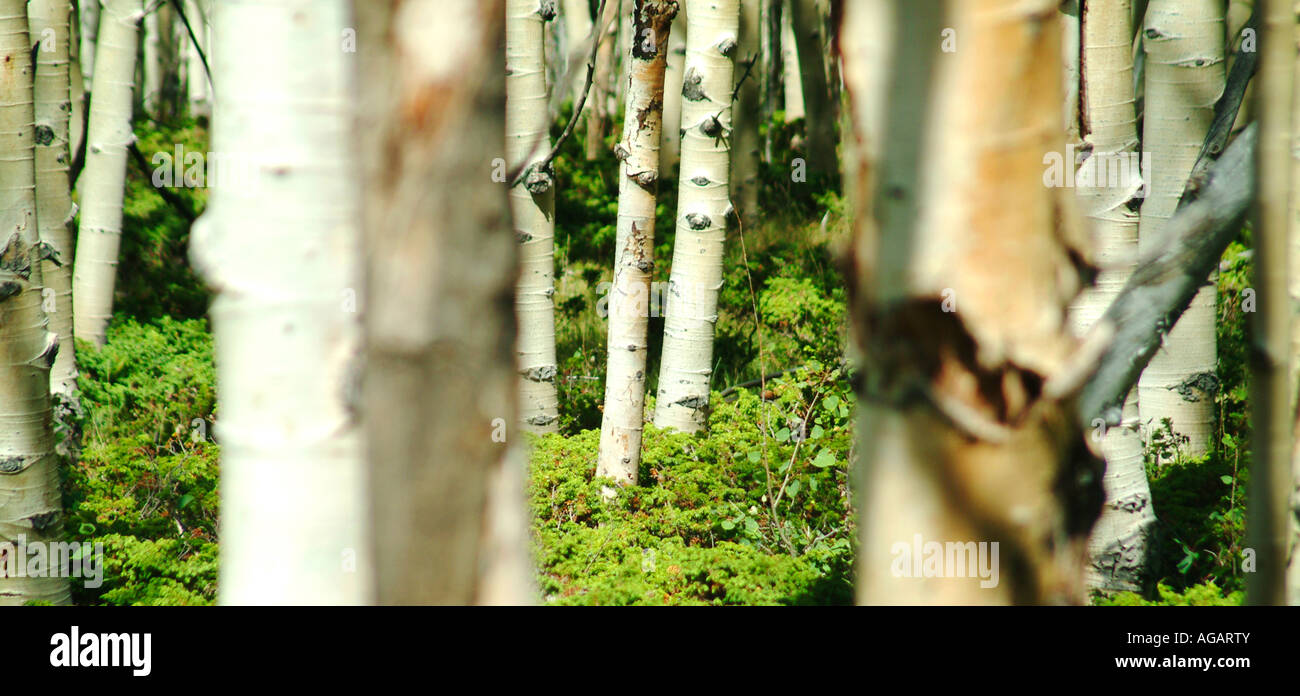 Nahaufnahme von Colore Farbe Espe Bäume mit grass Stockfoto