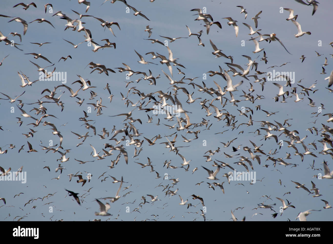 Vögel fliegen über Sarasota County Deponie in Südwest Florida Stockfoto