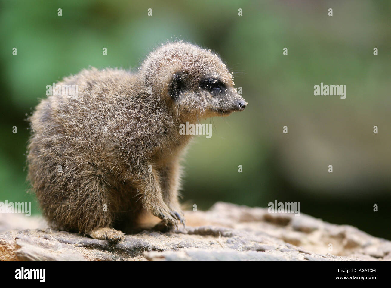 Erde männlichen Erdmännchen Baby - Suricata suricatta Stockfoto