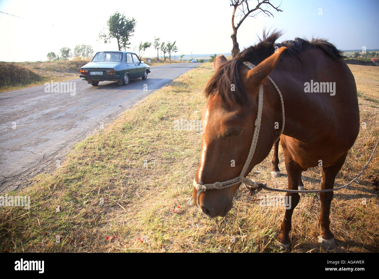 Pferd in der Landschaft in der Provinz Northern Dobrudscha, in der Nähe von Nufaru, Donaudelta, Rumänien Stockfoto