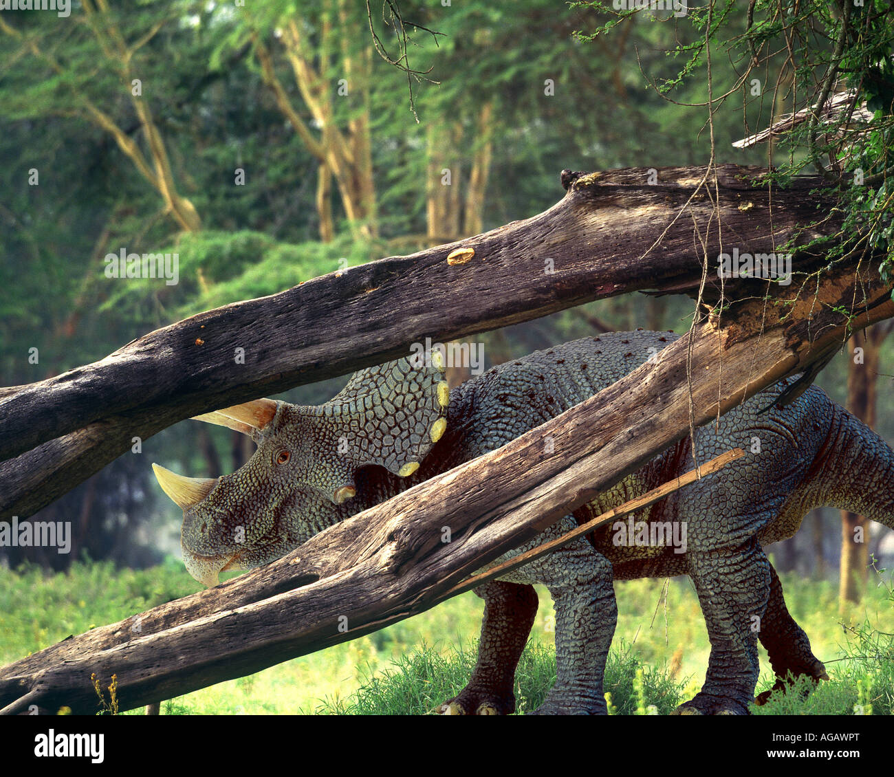 Triceratops Dinosaurier in einem afrikanischen Umfeld Stockfoto