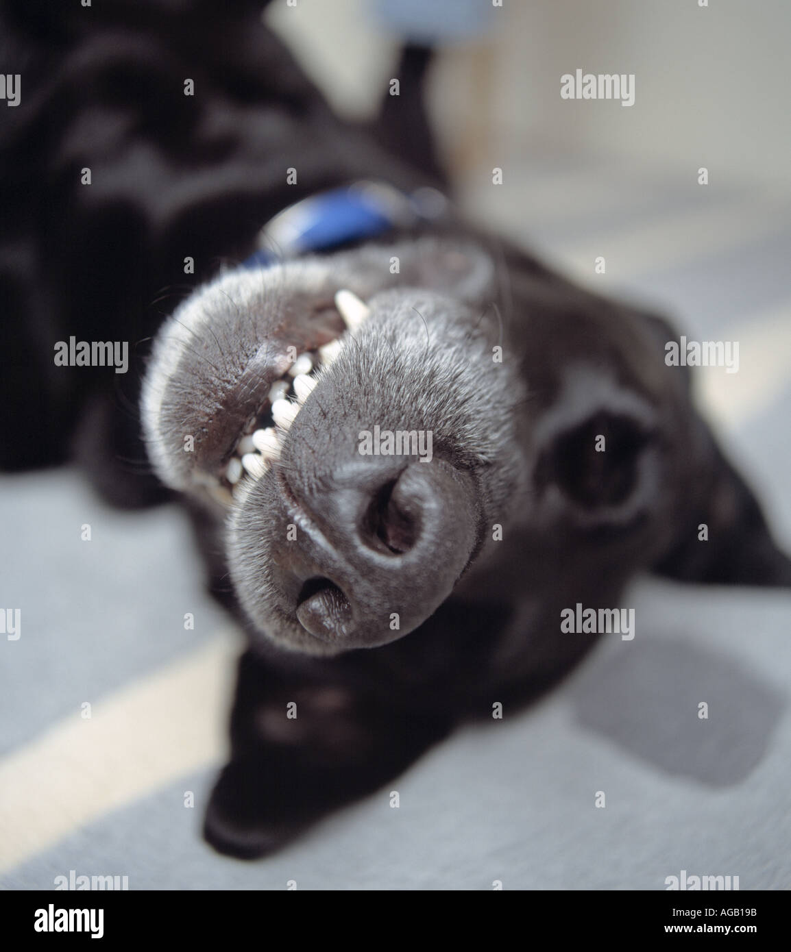 schwarze Labrador Hund liegend auf Rückseite Porträt Stockfoto