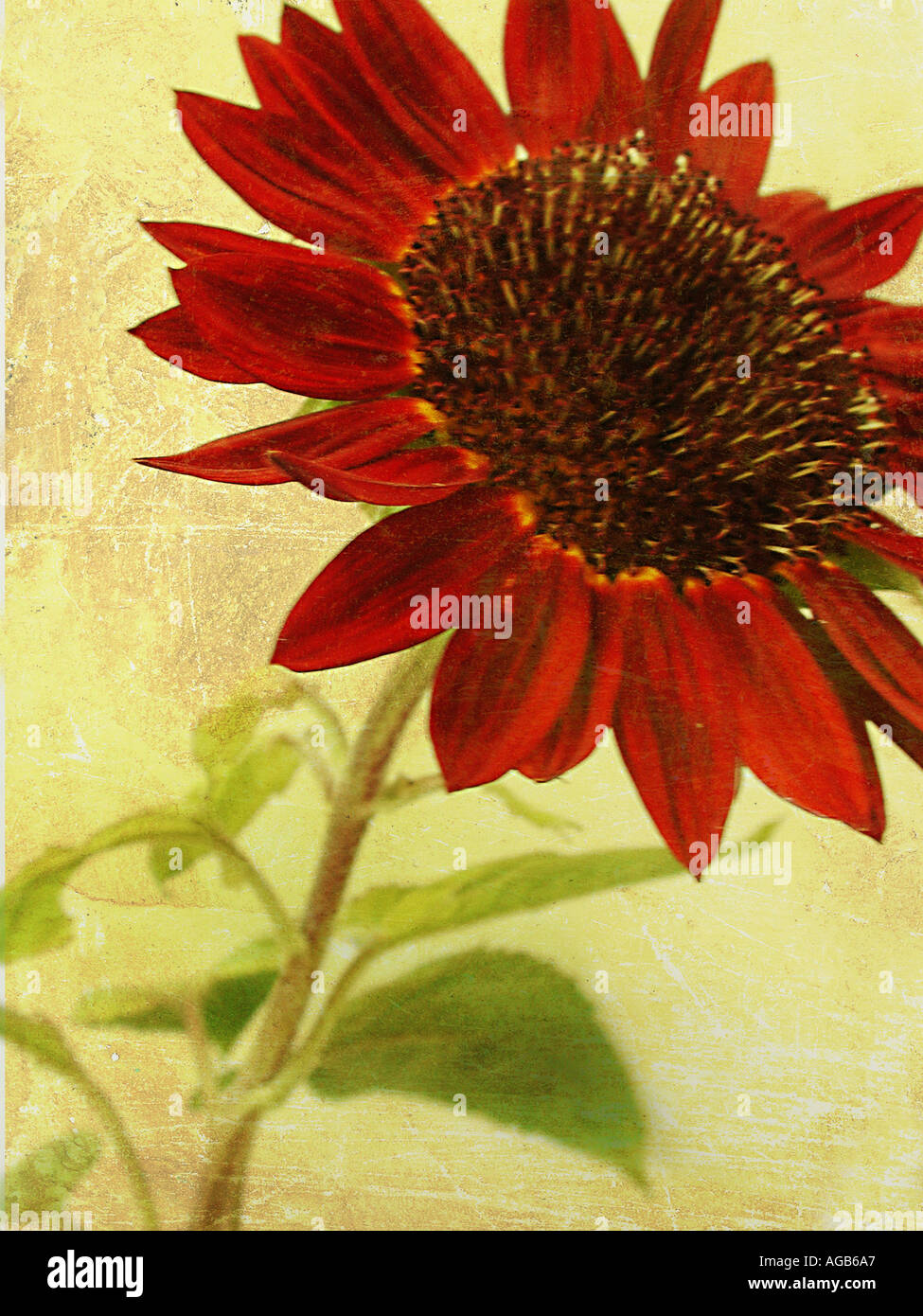 Sonnenblume COMMON NAME lateinischer NAME Helianthus annus Stockfoto