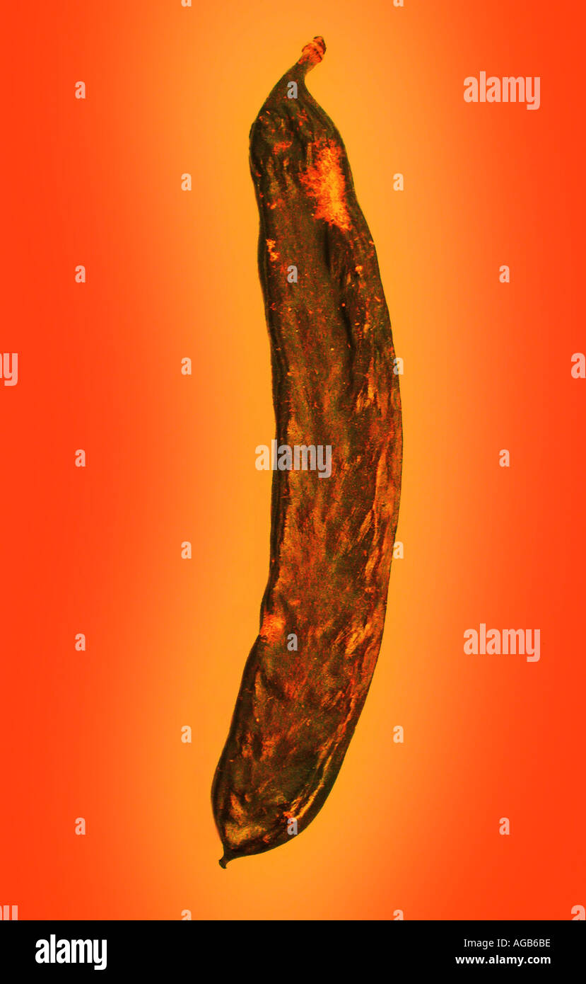 Johannisbrot Samenkapsel mit orangem Hintergrund Stockfoto
