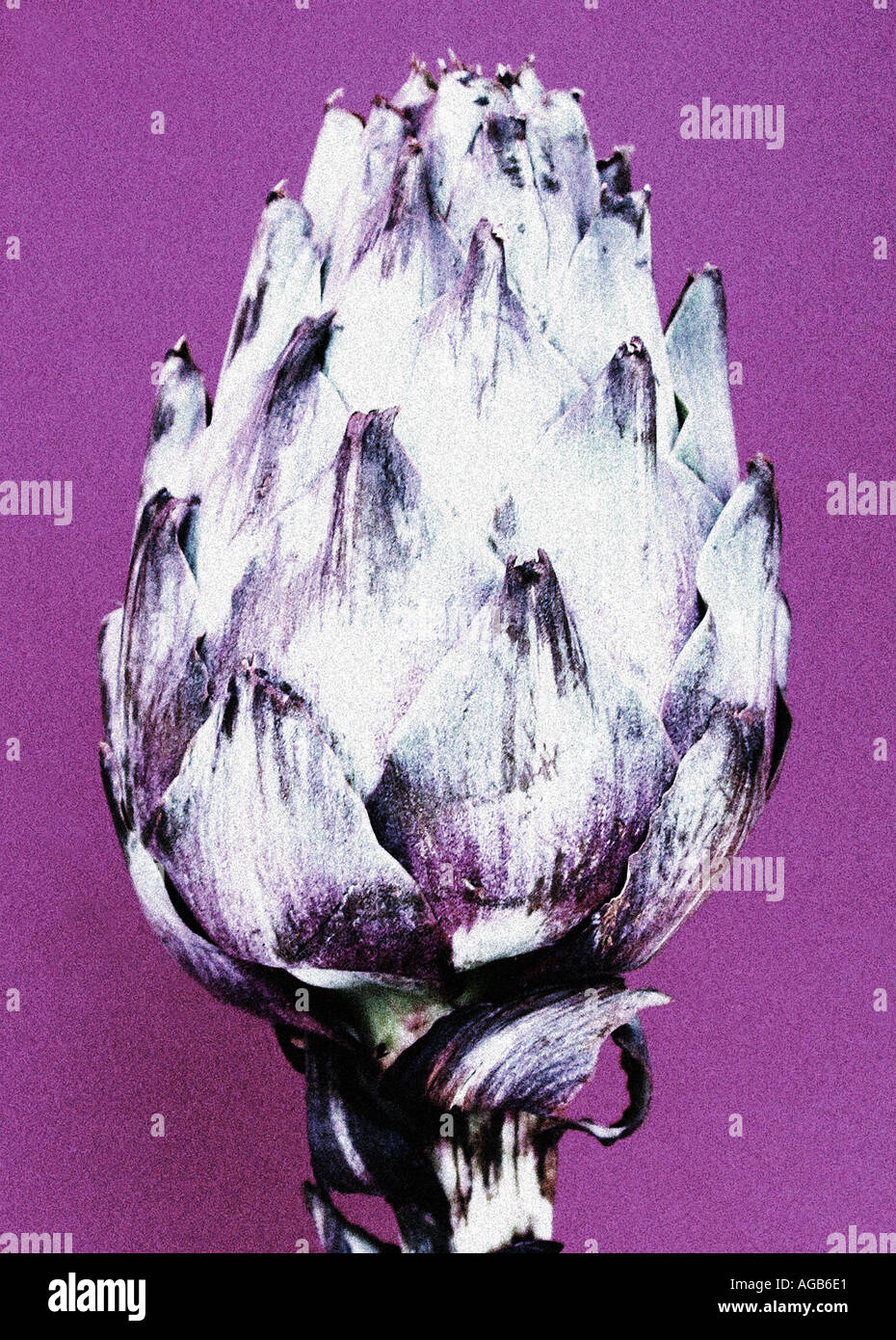 Ein modernes Bild von eine Artischocke auf lila Hintergrund Stockfoto
