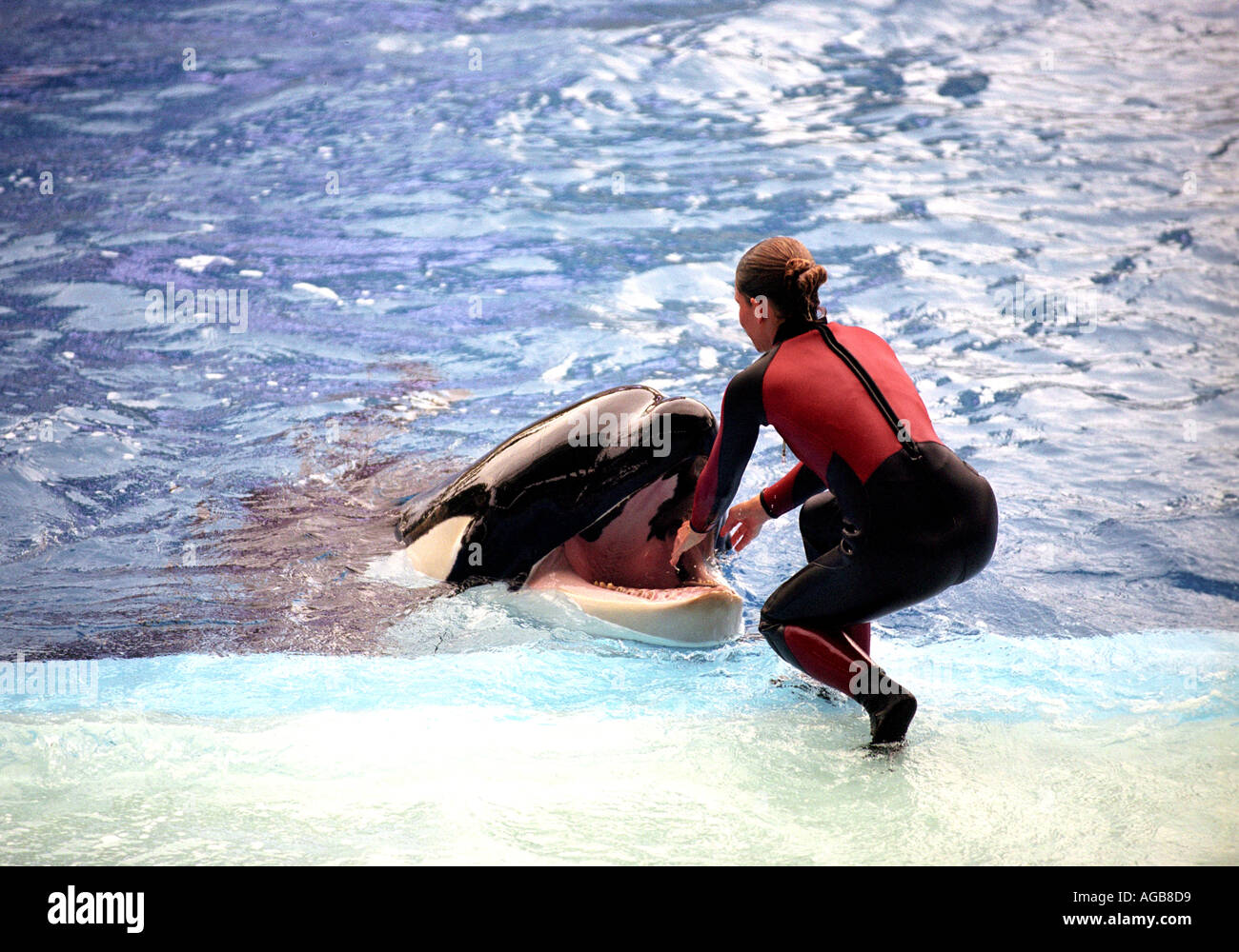 Der Schwertwal Shamu show in SeaWorld in Florida USA Stockfoto