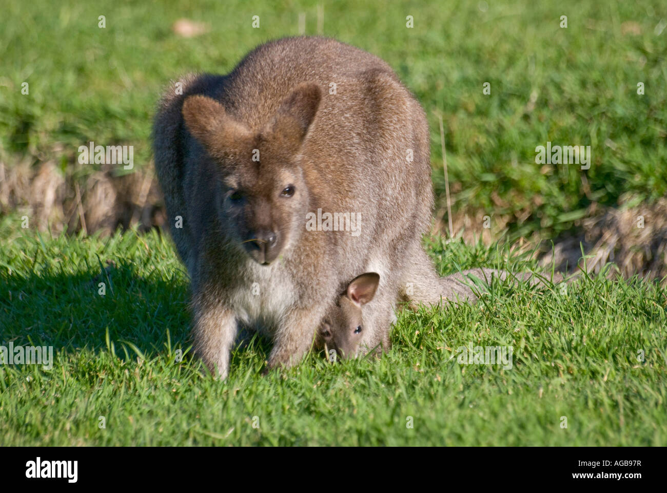 Ein Rufous Wallaby mit einem jungen Joey Blick aus ihrem Beutel Stockfoto