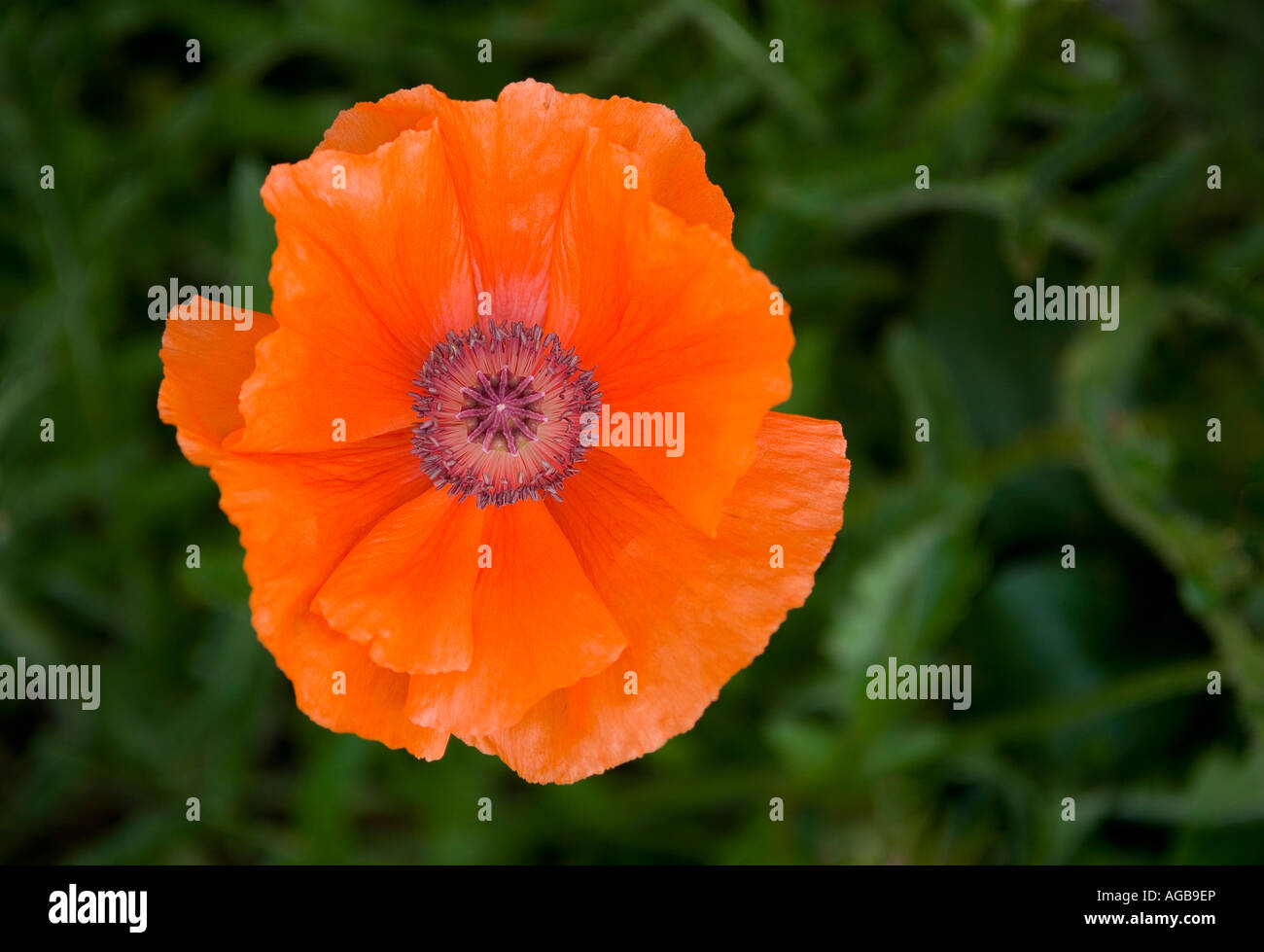 Mohn Stockfoto