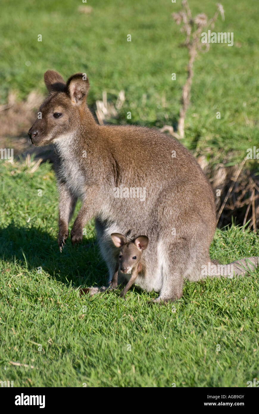 Ein Rufous Wallaby mit einem jungen Joey Blick aus ihrem Beutel Stockfoto