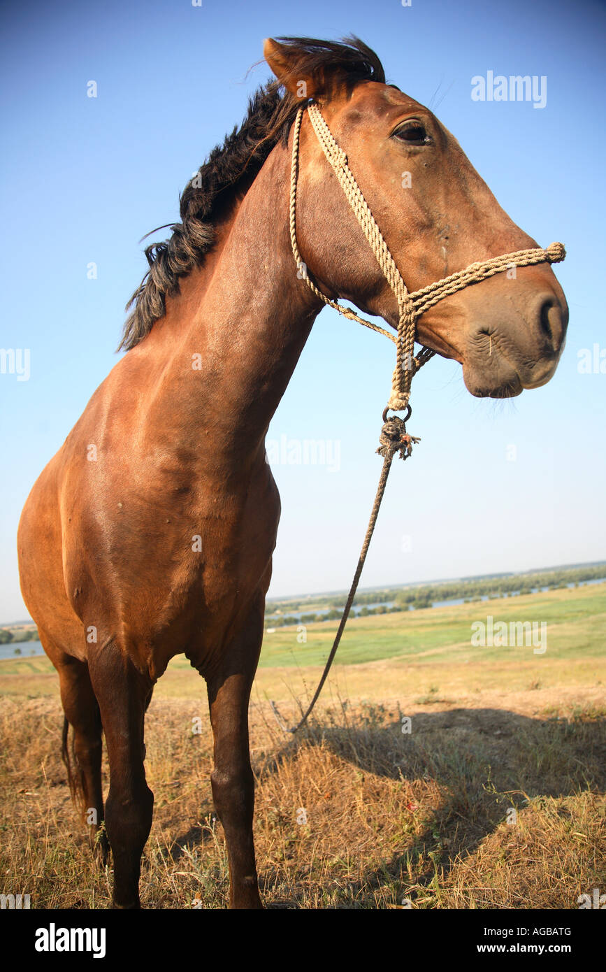 Pferd in der Landschaft in der Provinz Northern Dobrudscha, in der Nähe von Nufaru, Donaudelta, Rumänien Stockfoto