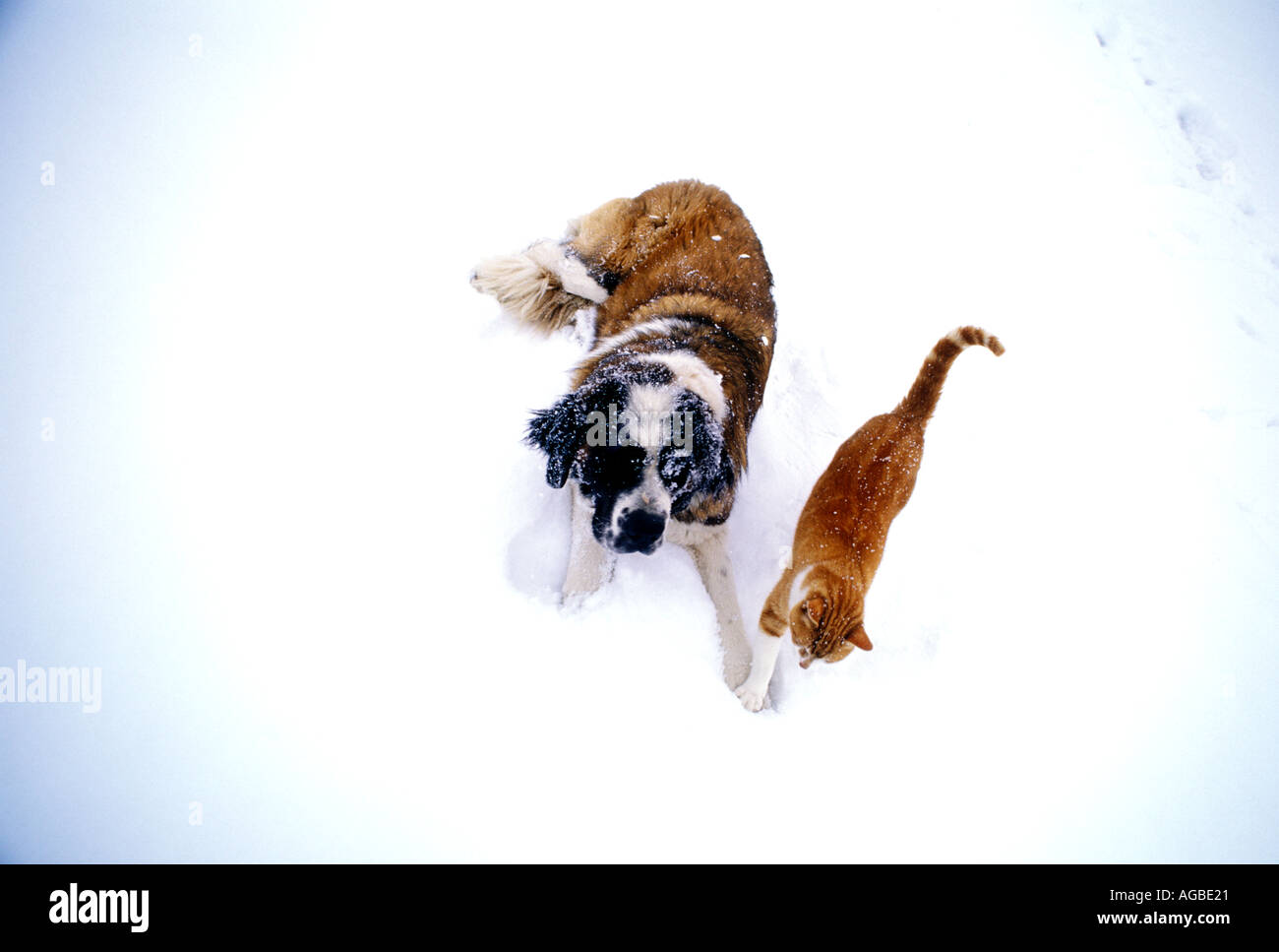 Hund Und Katze Spielen Im Schnee Zusammen Stockfoto Bild