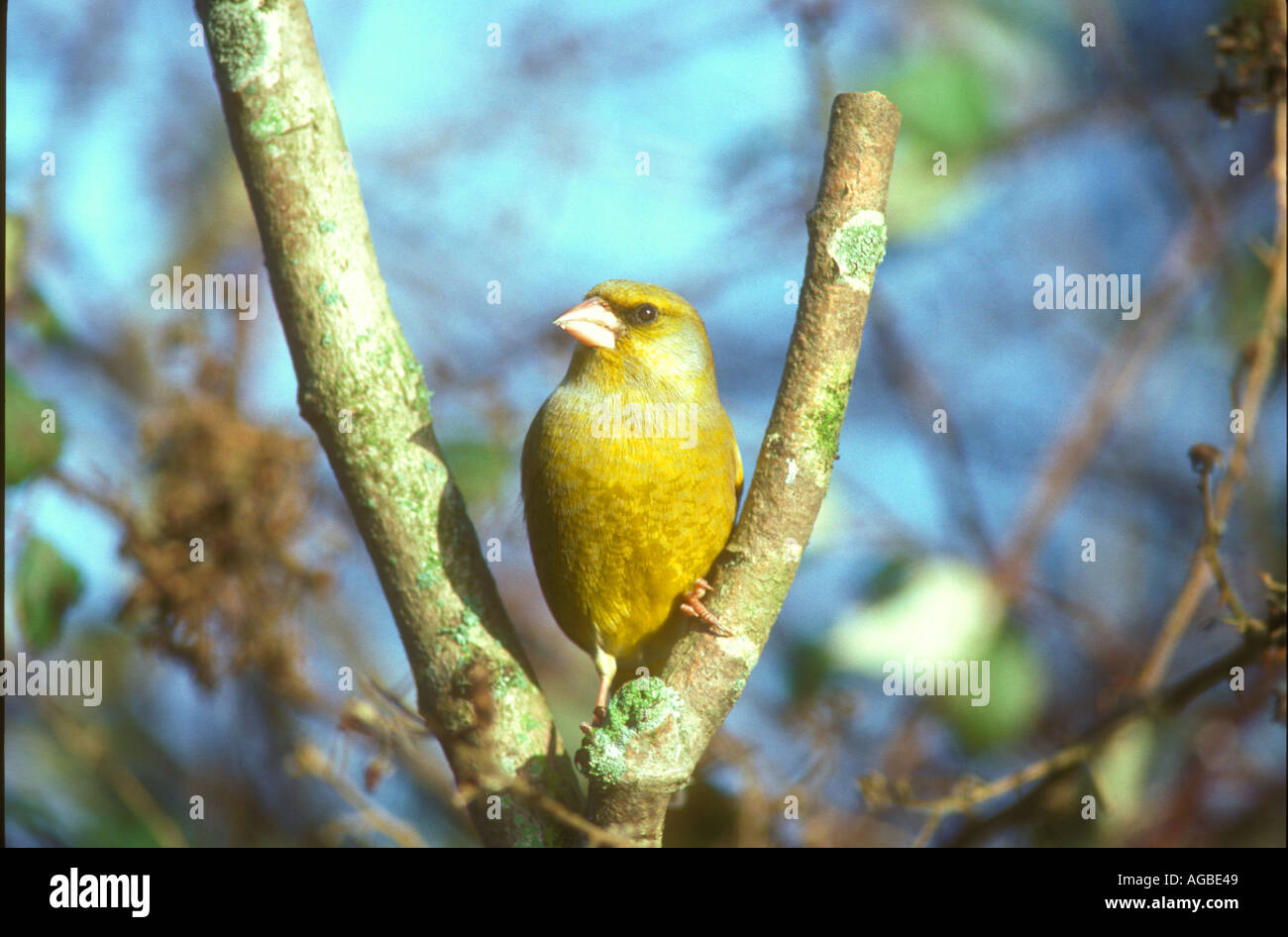 Männliche Grünfink ein klassisches portrait Stockfoto