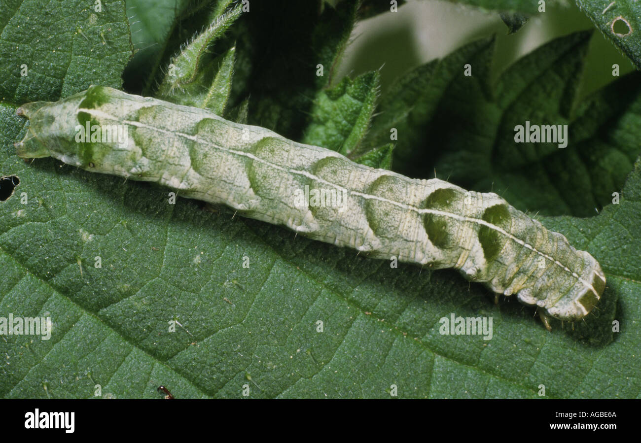 Dot-Falter-Raupe Stockfoto