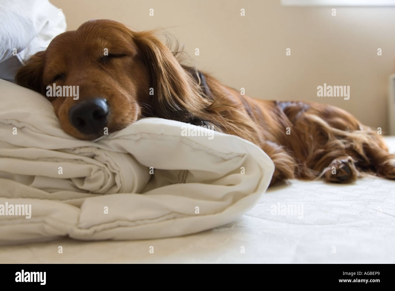 Ein Hund Gelegenheit von einem weißen Kissen zum schlafen drauf Stockfoto
