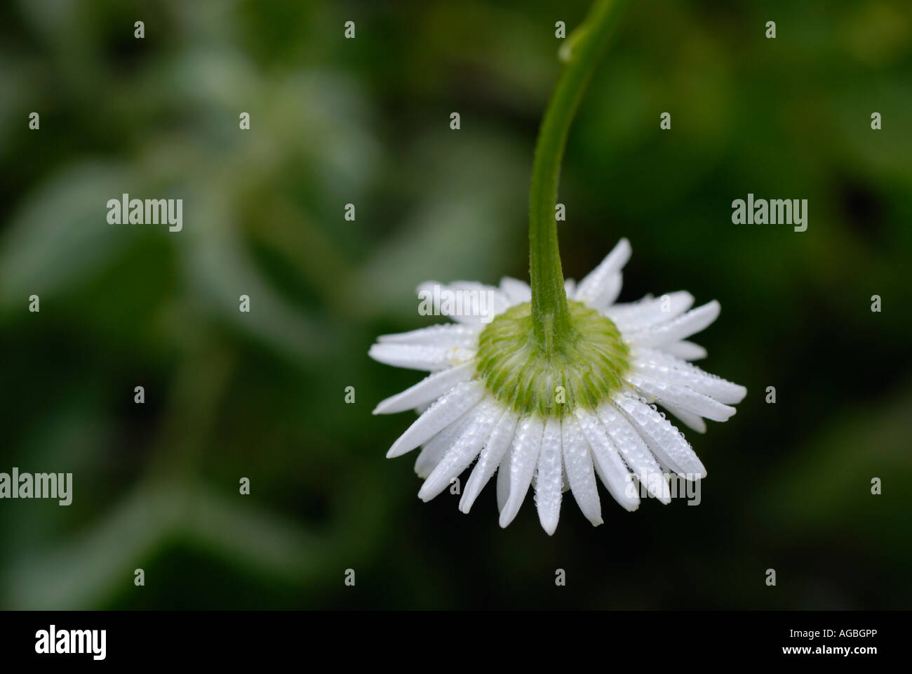 Anlage von Unkrautvernichtungsmittel betroffen Stockfoto