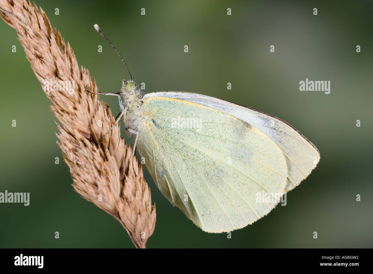 Große weiße Pieris Brassicae auf Graskopf mit Markierungen und Detail Potton Bedfordshire Stockfoto