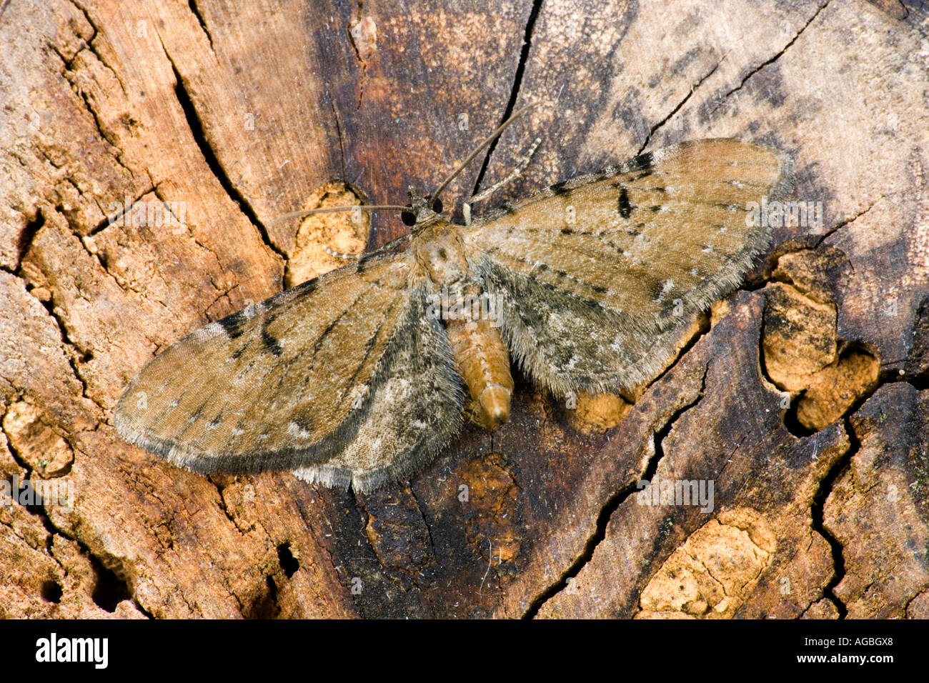 Wermut Mops Eupithecia Absinthiata ruht auf Log mit Flügel geöffnet, Markierungen und Detail Potton Bedfordshire Stockfoto