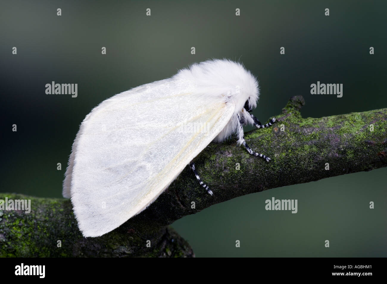 White Satin Moth Leucoma Salicis auf Zweig mit Markierungen und Detail mit Fokus Hintergrund Potton Bedfordshire Stockfoto