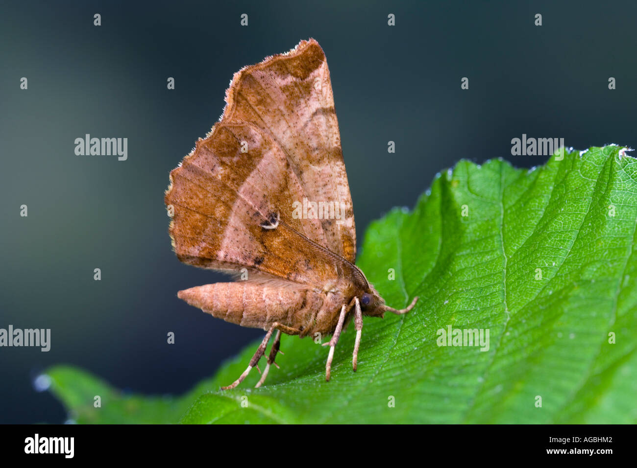 Frühe Thorn Selenia Dentaria ruht auf Blatt mit Flügeln mit Markierungen und Detail Potton Bedfordshire Stockfoto