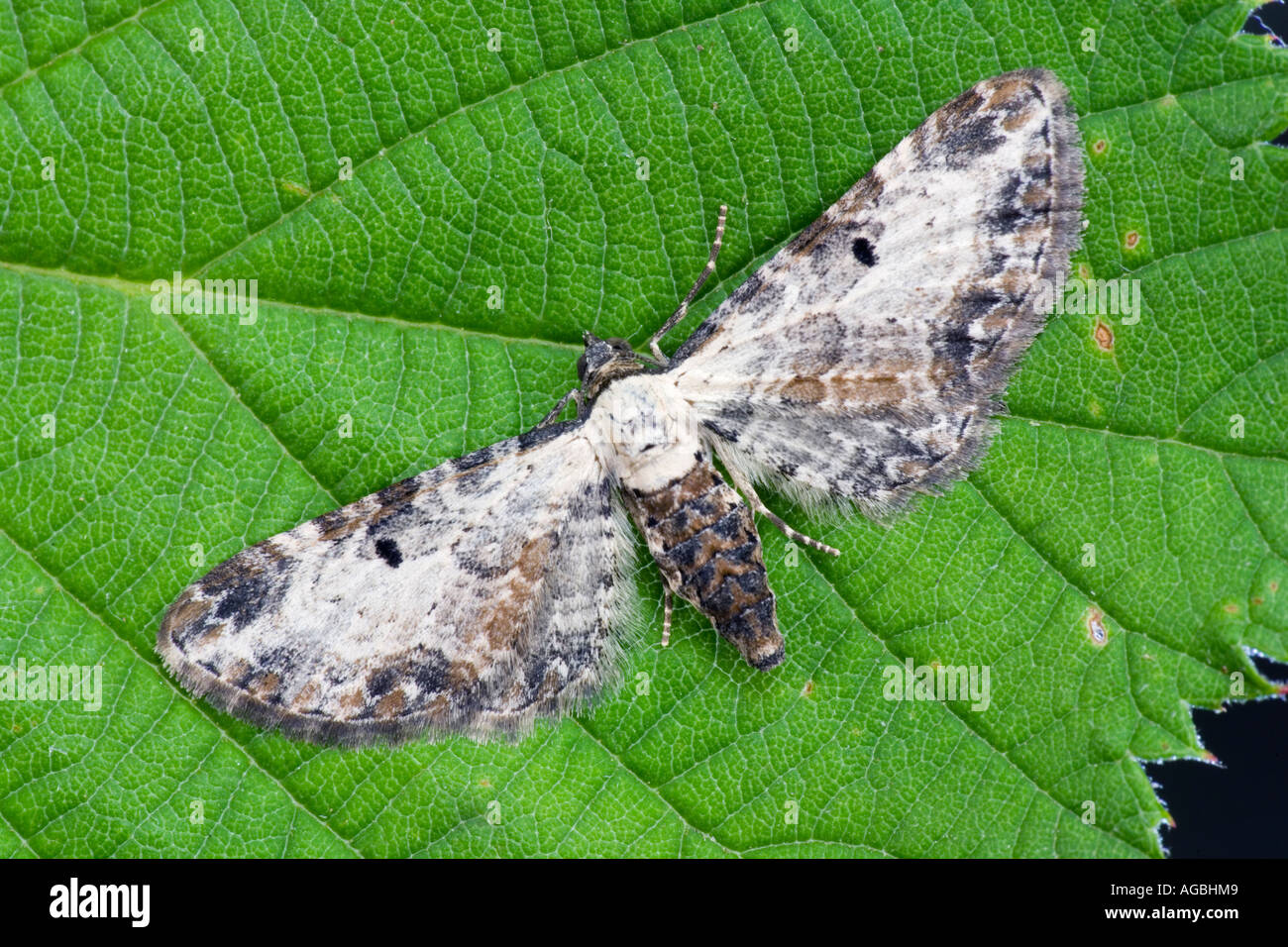 Angrenzende Mops Eupithecia Succenturiata ruht auf Blatt mit Flügel geöffnet, Markierungen und Detail Potton Bedfordshire Stockfoto