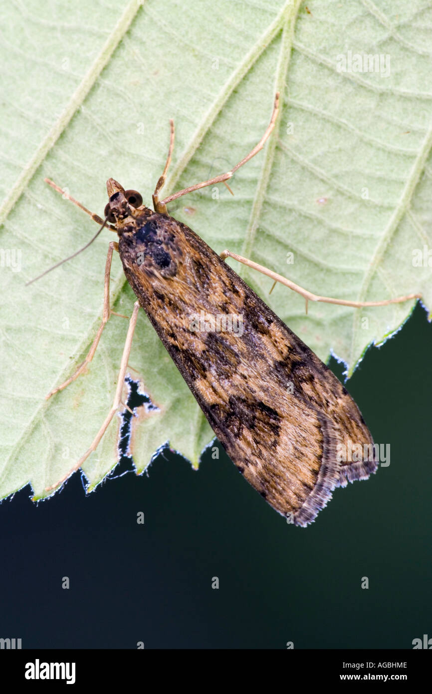 Rush Furnier Nomophila Noctuella auf Blatt mit Markierungen und Detail Potton Bedfordshire Stockfoto