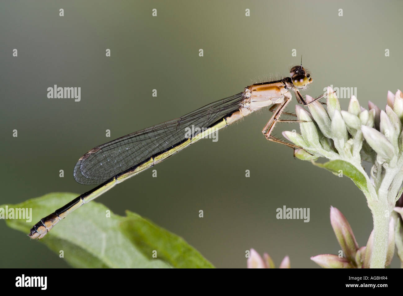 Weibliche blau tailed Damselfly Ischnura Elegans in Ruhe zeigen, Markierungen und Detail Willington Bedfordshire Stockfoto