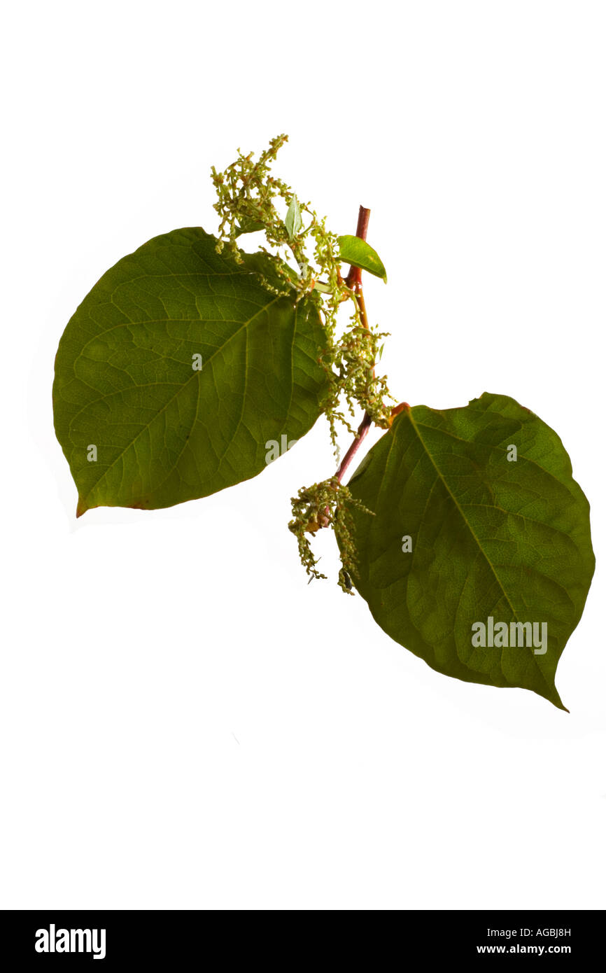 Japanischen Knöterich Polygonum Cuspidatum Blume und Blätter am Stamm Surrey England August Stockfoto