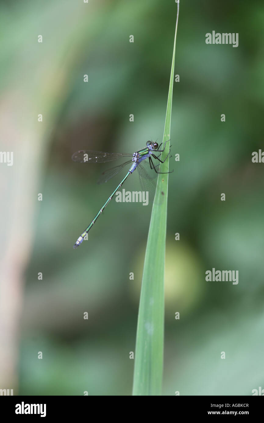 Emerald Damselfly Lestes Sponsa @ Rest auf einem Reed-Blatt, Potteric Carr Nature Reserve, Doncaster, South Yorkshire Stockfoto