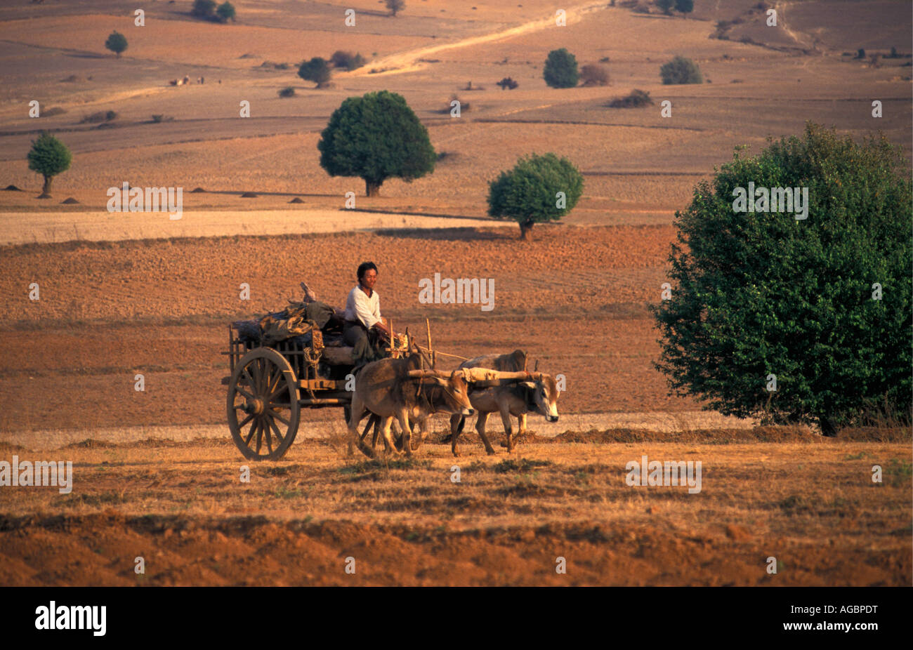 Myanmar, Kalaw, Mann reitet auf Ochsenkarren auf Feld Stockfoto