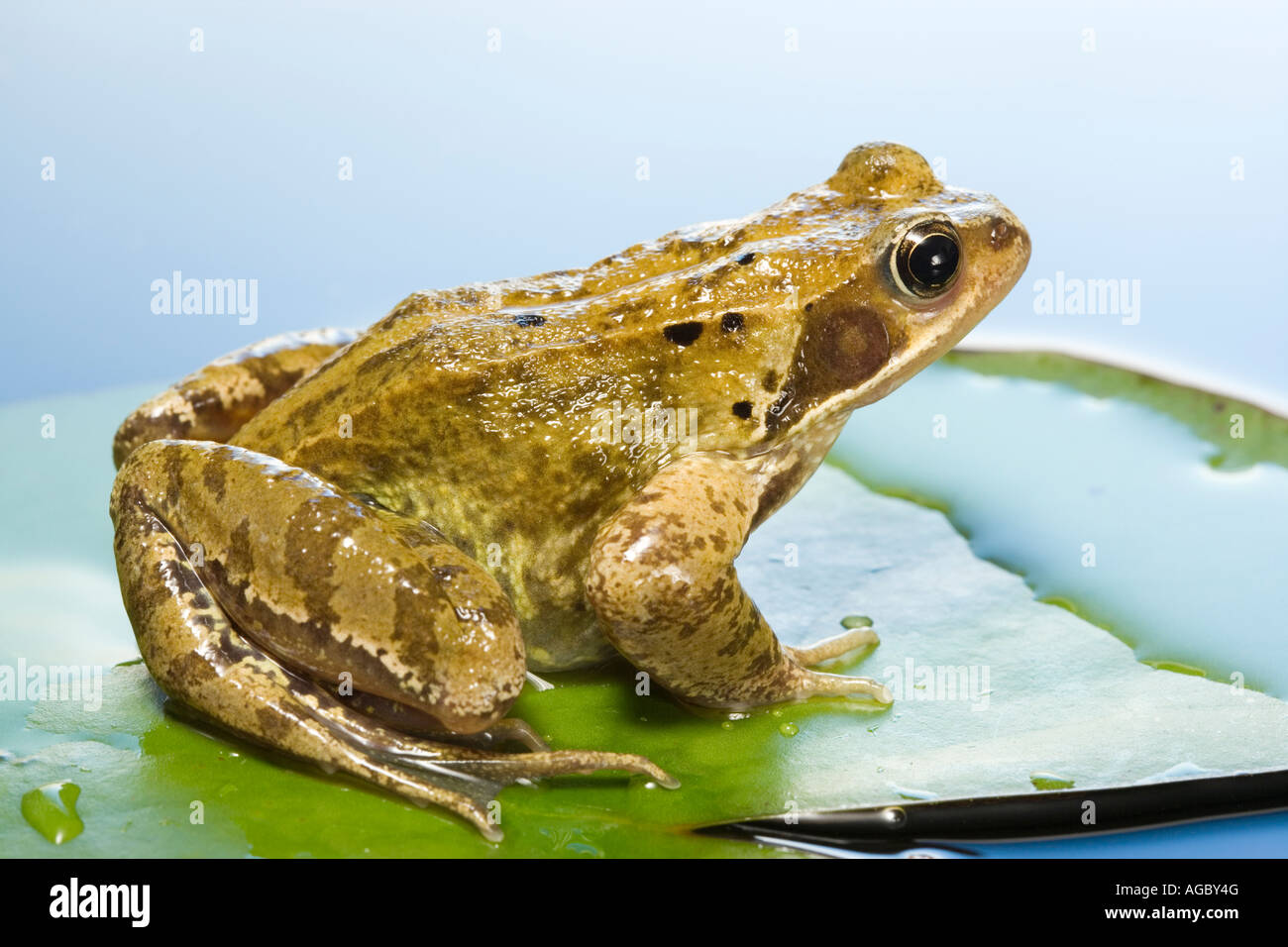 Grasfrosch, Rana Temporaria auf Wasser Seerosenblatt Stockfoto