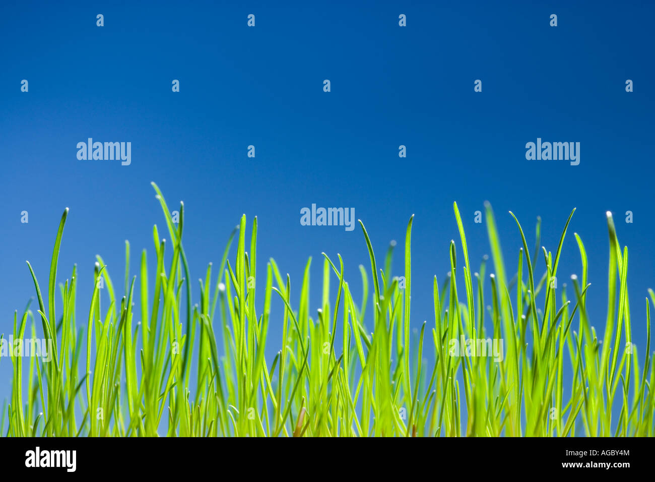 Rasengras Stockfoto