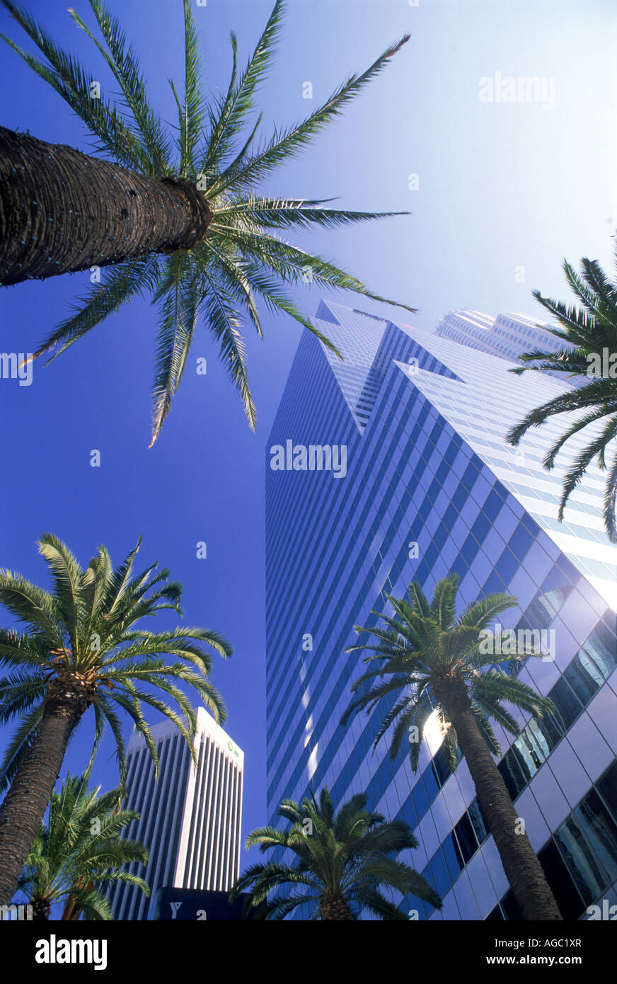 Palmen unter die Skyline der Innenstadt Los Angeles Civic Center Stockfoto