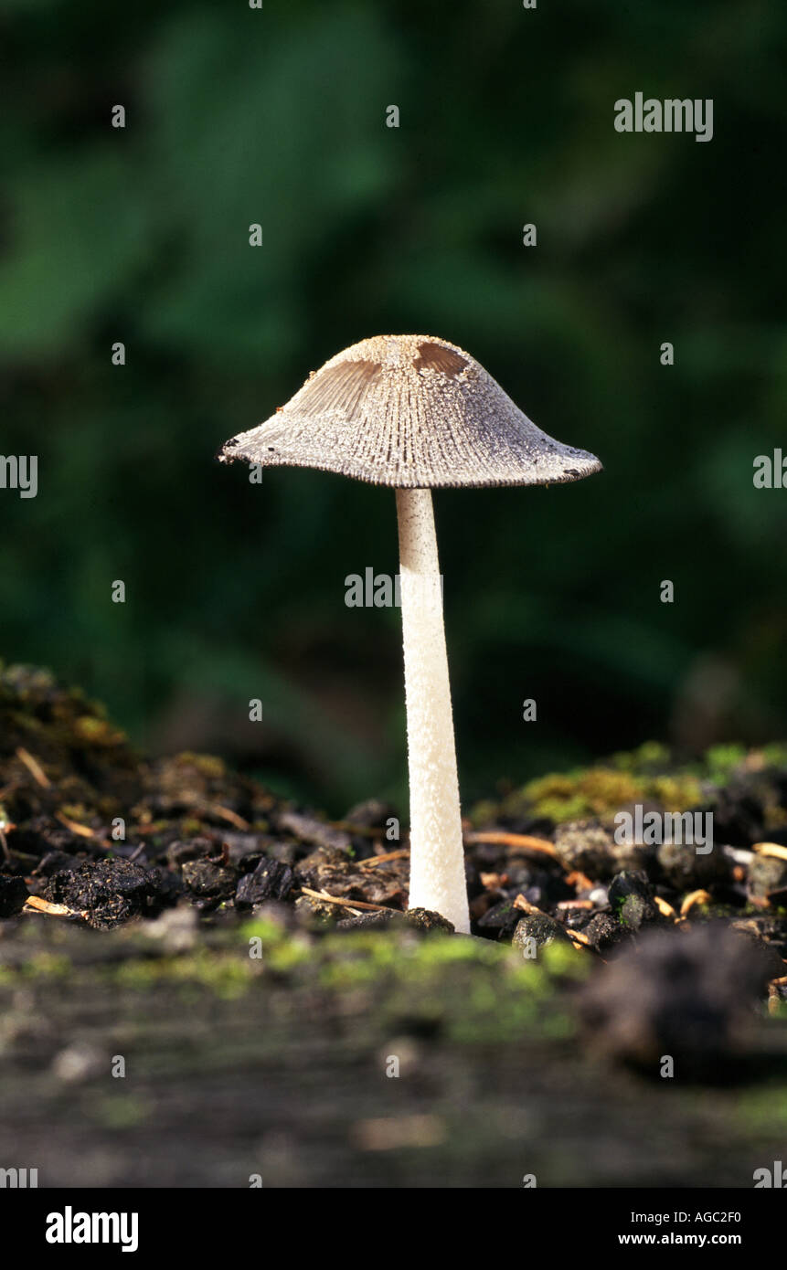 Tinte Cap Coprinus lagopides Stockfoto