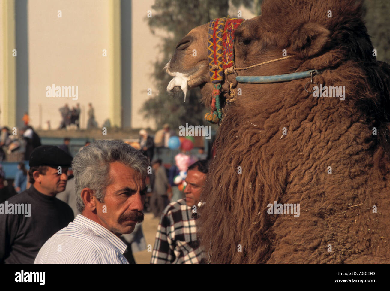 Kamel und Owner bei Camel Wrestling-Match in Aydin Region der Türkei Stockfoto