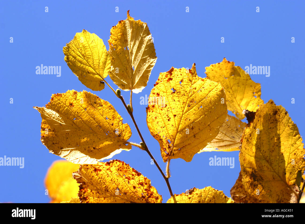 Blätter der Haselnuss Baum drehen im Herbst golden Stockfoto