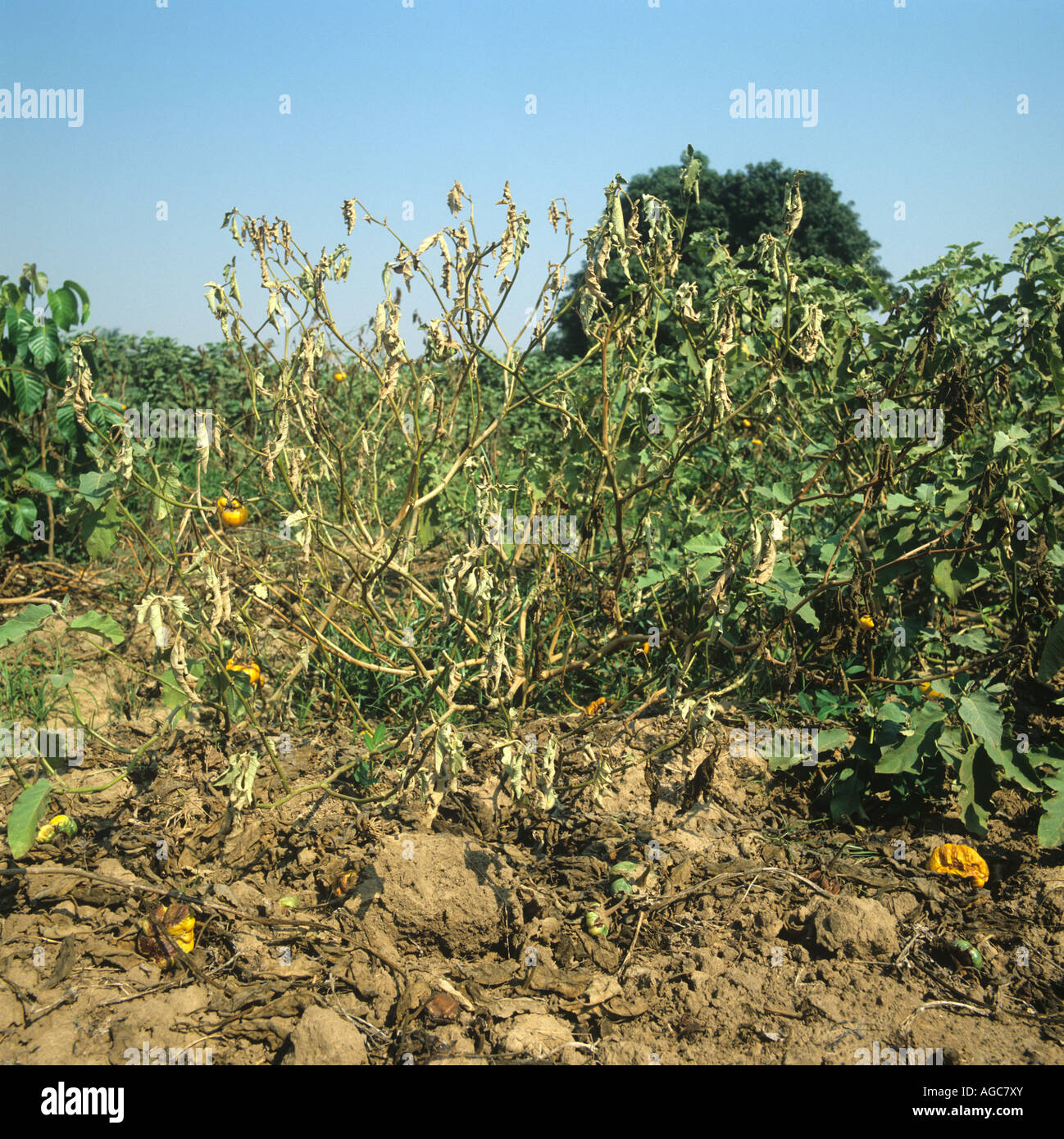 Fusarium Wilt Fuß Fäulnis Fusarium Oxysporum verwelkt Aubergine Pflanze Thailand Stockfoto
