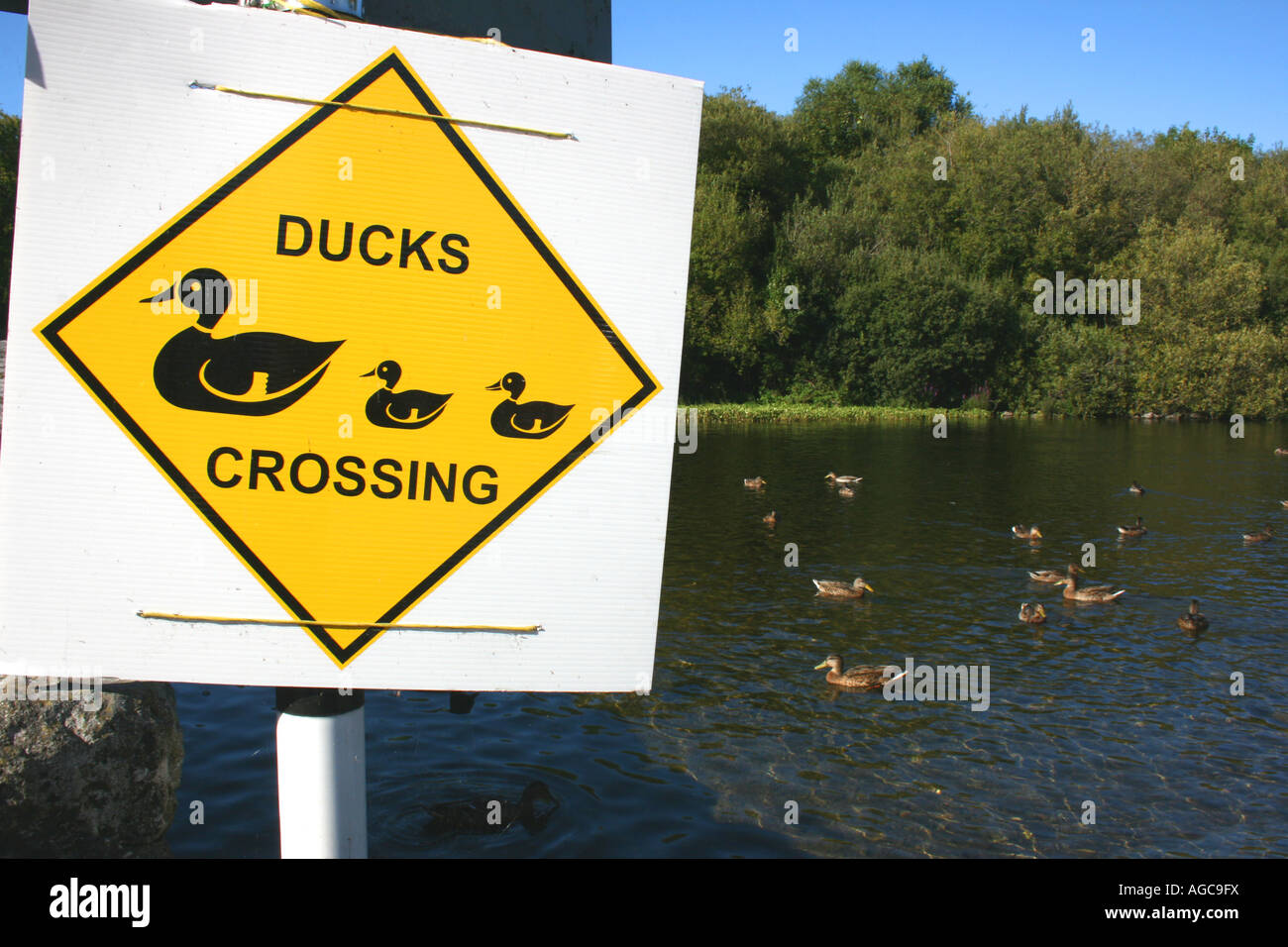 temporäre Zeichen Achtung Enten zu überqueren, in Cong, County Mayo, Irland Stockfoto