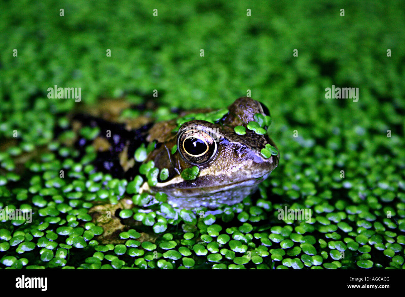Versteckender frosch Fotos und Bildmaterial in hoher Auflösung Alamy