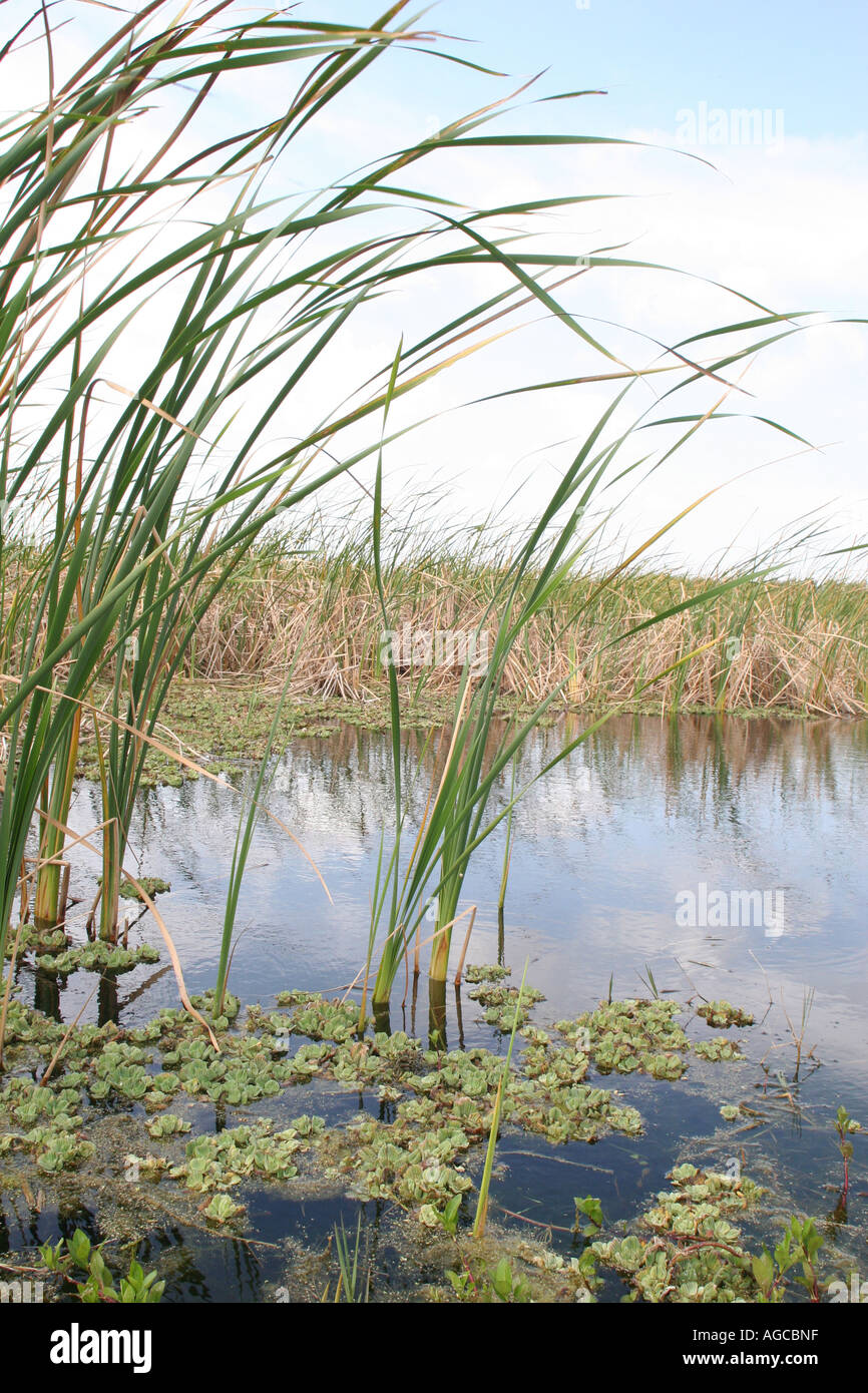 Feuchtgebiete Pflanzen wachsen im Orlando Wetlands Park in Weihnachten FL Stockfoto