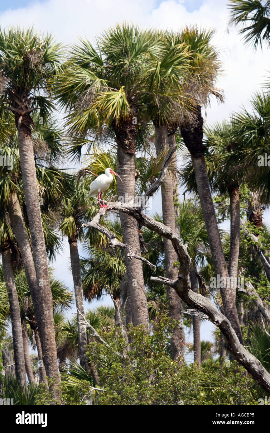 Weißer Ibis im Weihnachten FL-Orlando Wetlands Park Stockfoto