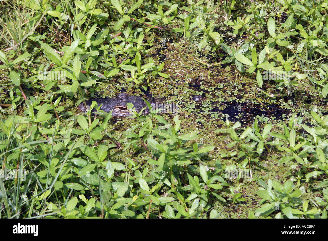 Amerikanischer Alligator und Feuchtgebiete Pflanzen wachsen im Orlando Wetlands Park in Weihnachten FL Stockfoto
