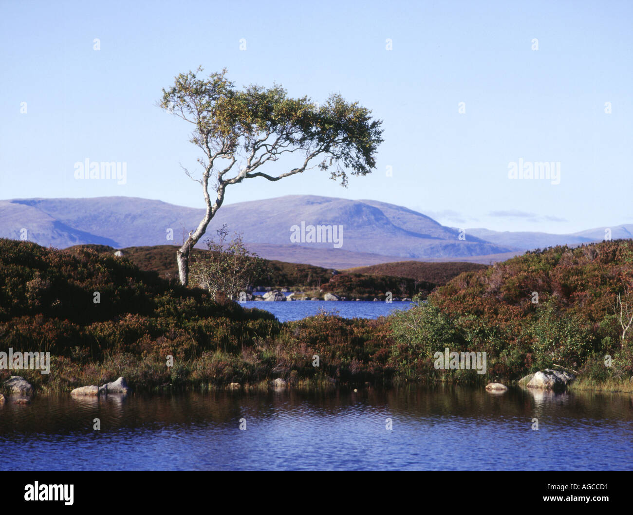 dh Lochan na h Achlaise RANNOCH MOOR ARGYLL isoliert Single Tree Wetland Lone Highlands Barren scotland atmosphärische schottische Hochlandlochs see Stockfoto