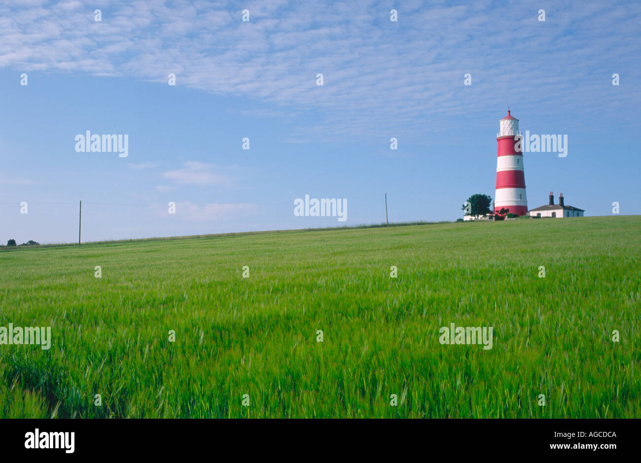 Getreide im Feld happisburgh Norfolk East Anglia England Großbritannien Stockfoto